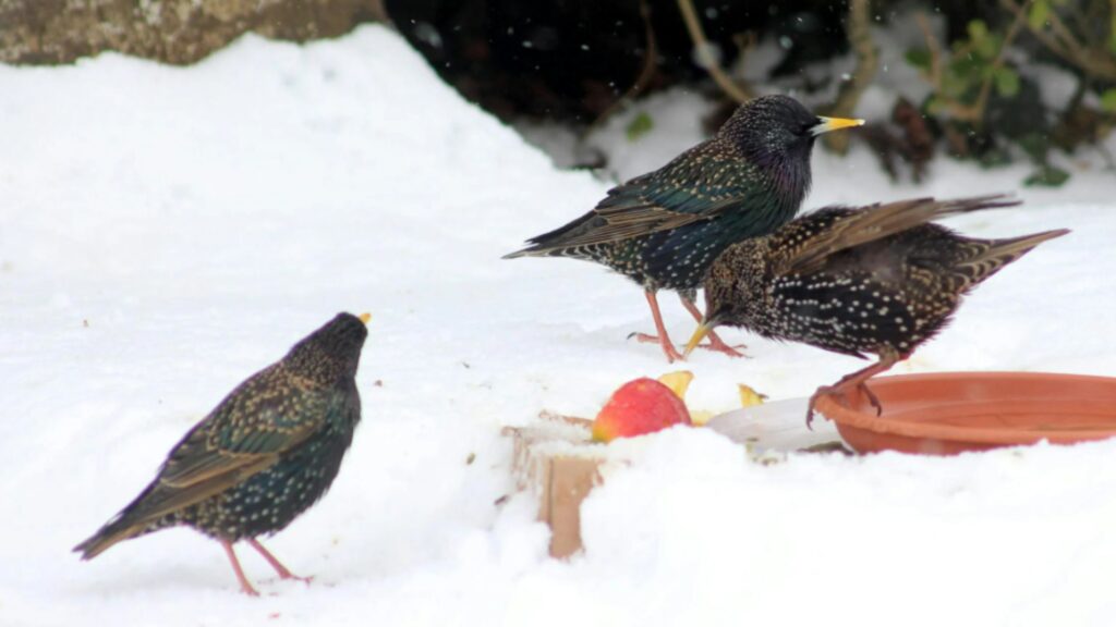Can Birds Eat Strawberries?
