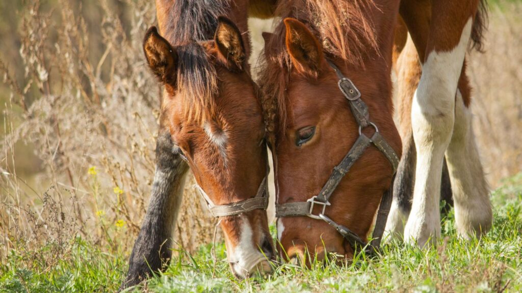 Can Horses Eat Strawberries