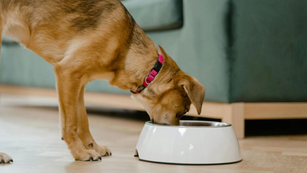 Can Puppies Eat Strawberries